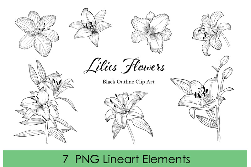 lilies-flowers-lineart-clipart-black-outline-individual-clipart-png
