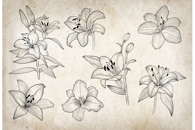 lilies-flowers-lineart-clipart-black-outline-individual-clipart-png