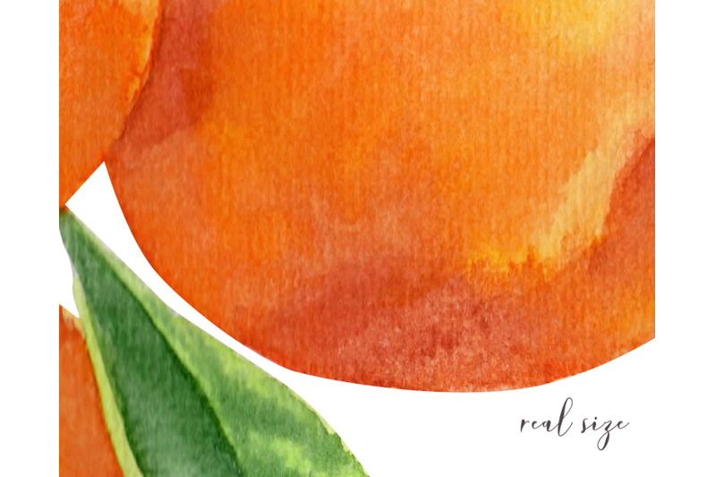 orange-fruit-clipart-hand-painted-elements-c40