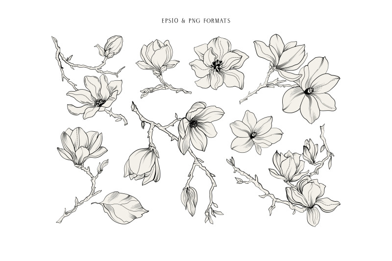 magnolia-vector-graphic-collection
