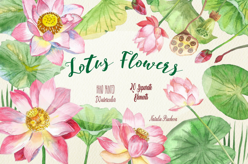 lotus-flowers