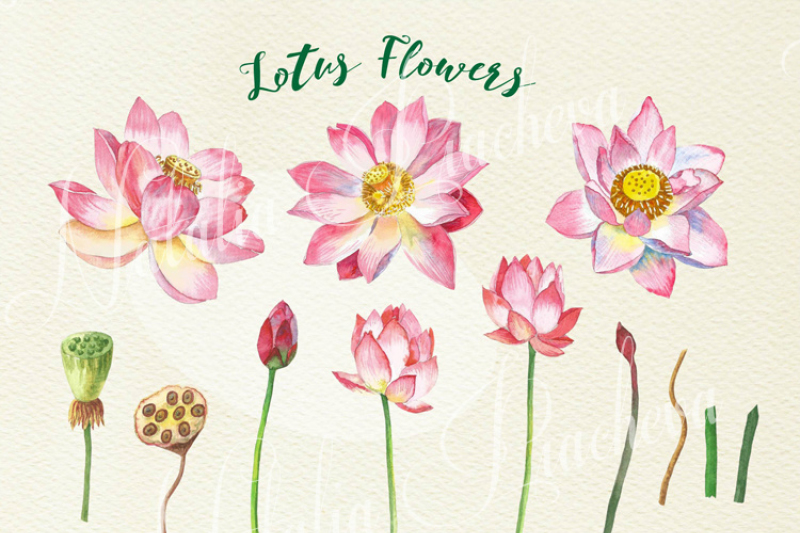 lotus-flowers