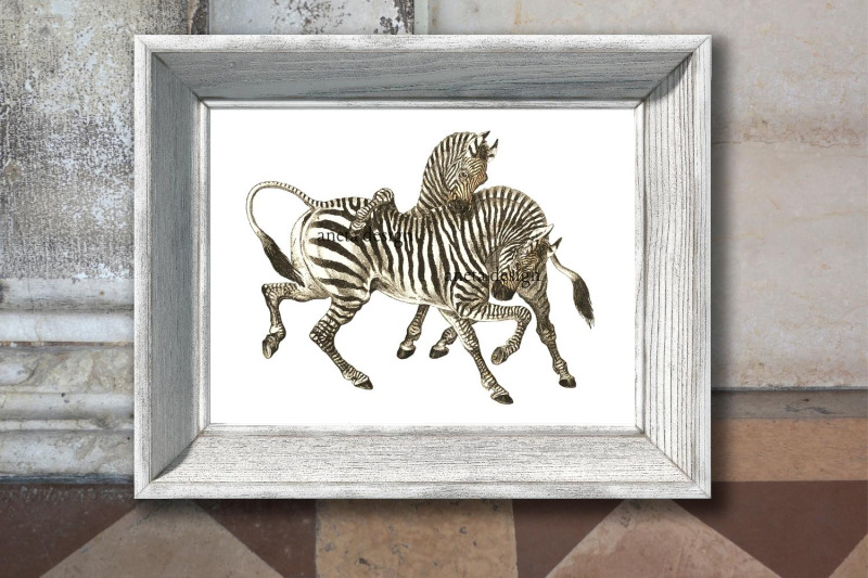 vintage-zebra-illustration