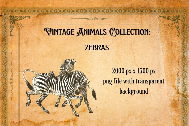 vintage-zebra-illustration