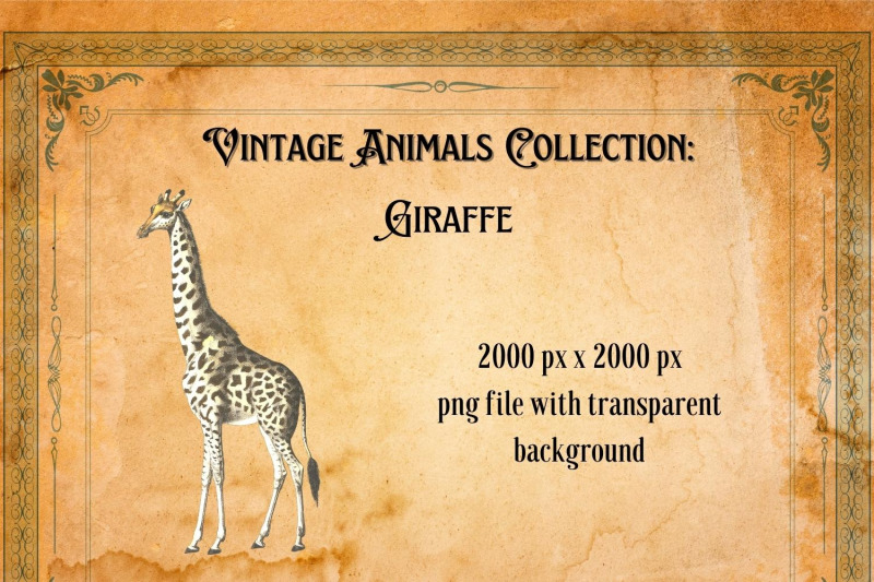 vintage-giraffe-illustration