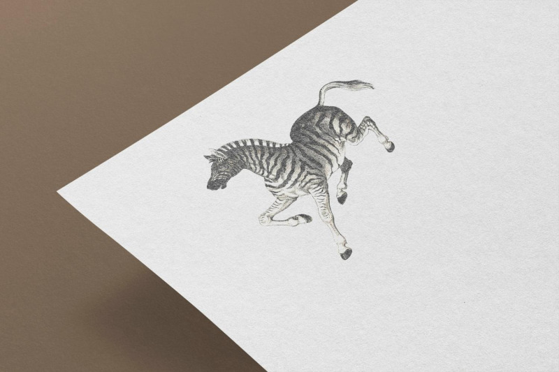 vintage-zebra-illustration