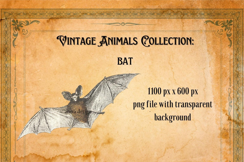 vintage-bat-illustration