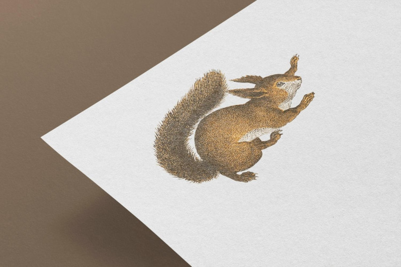 vintage-squirrel-illustration