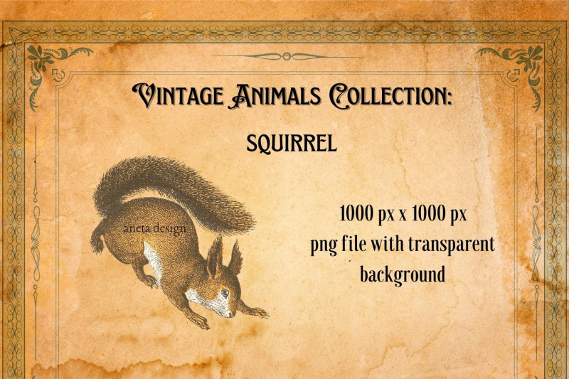 vintage-squirrel-illustration