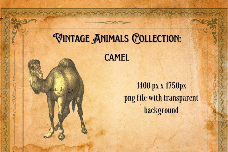 vintage-camel-illustration