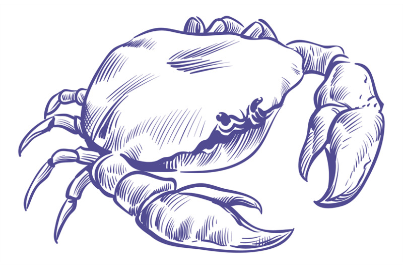 crab-sketch-sea-shell-animal-with-big-claws