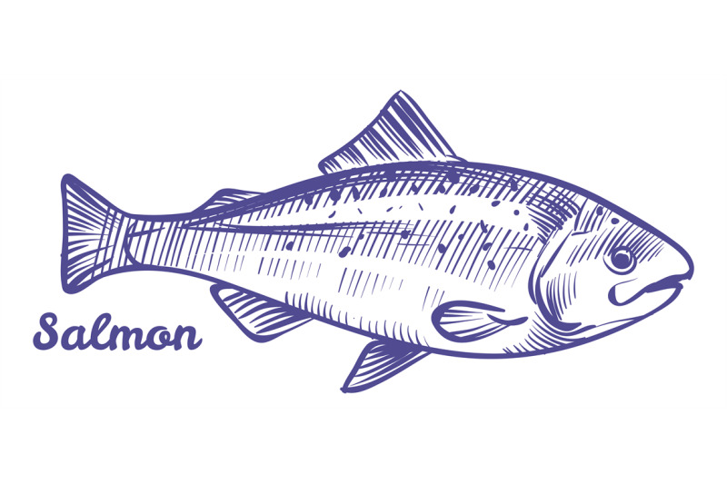 salmon-ink-sketch-marine-animal-sea-fish