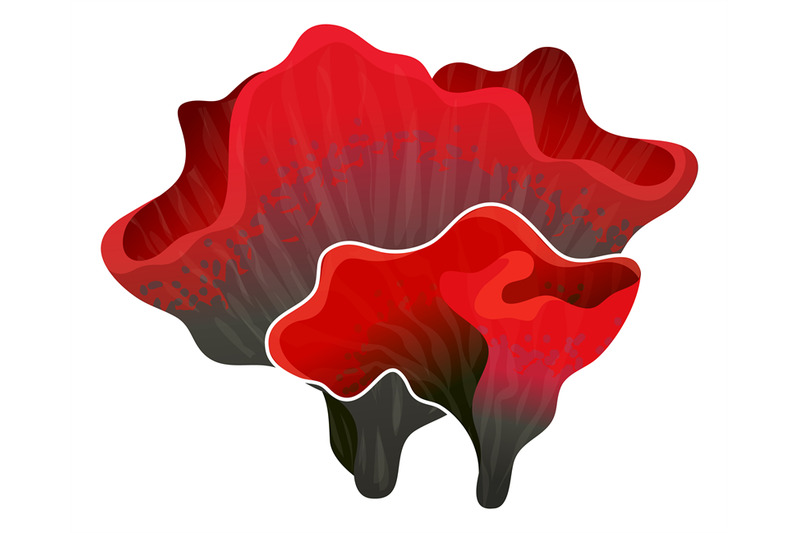 red-alga-plant-coralline-seaweed-underwater-flora