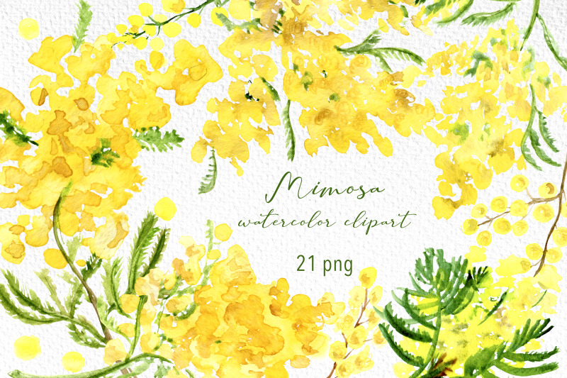 mimosa-floral-watercolor-clipart-spring-flower-sublimation