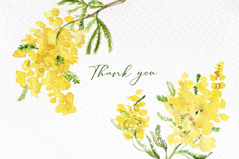 mimosa-floral-watercolor-clipart-spring-flower-sublimation