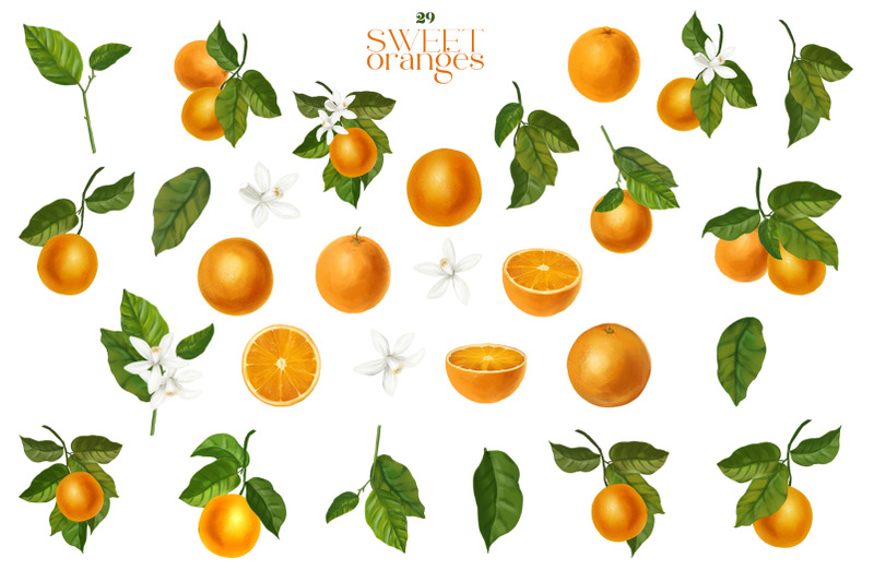 sweet-oranges-citrus-watercolor-set
