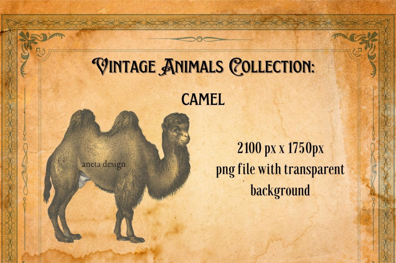 vintage-illustration-of-camel