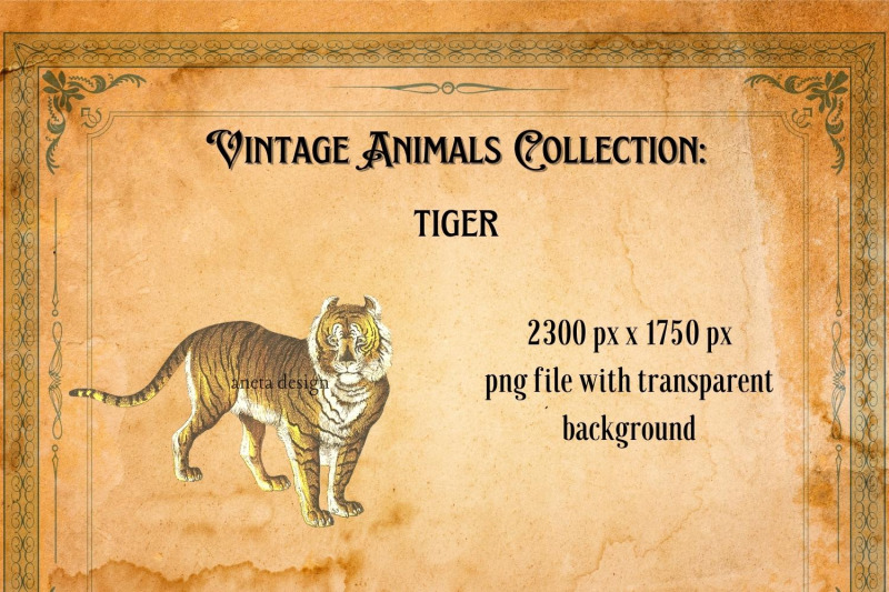 vintage-tiger-illustration