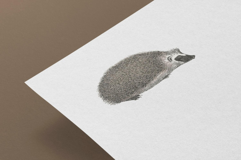 vintage-hedgehog-illustration