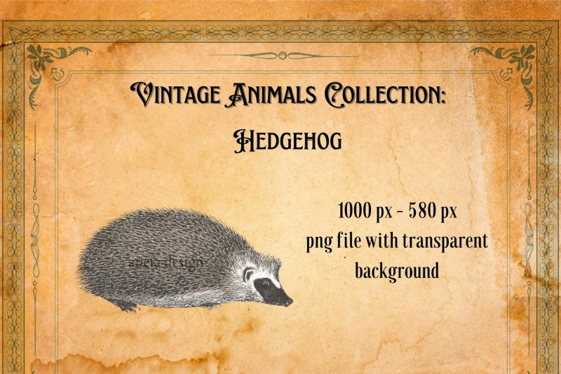 vintage-hedgehog-illustration