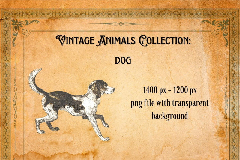 vintage-dog-illustration