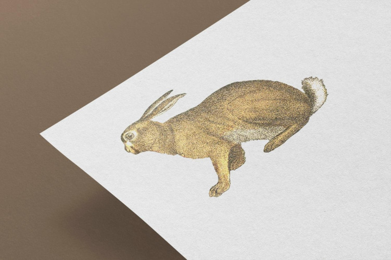 vintage-hare-illustration