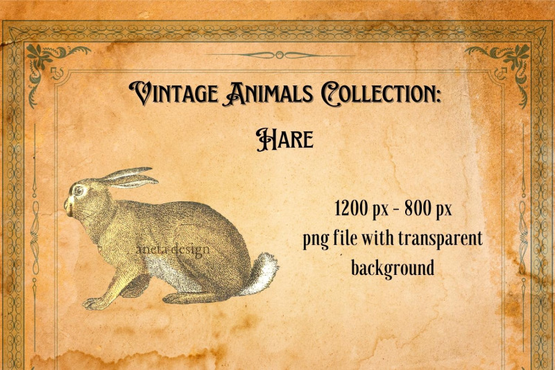 vintage-hare-illustration