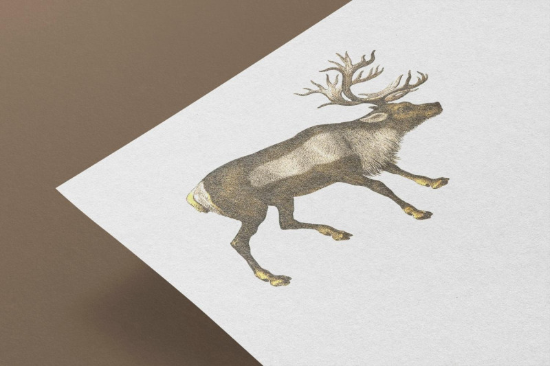 vintage-deer-illustration