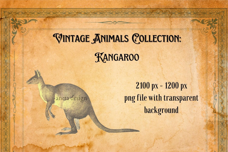 vintage-kangaroo-illustration