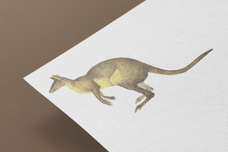 vintage-kangaroo-illustration