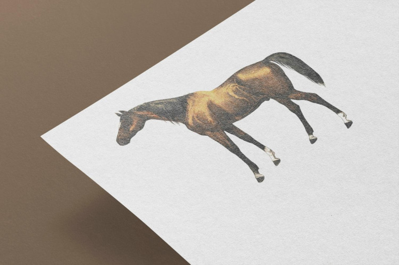 vintage-horse-illustration