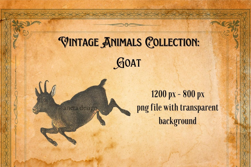 vintage-goat-illustration