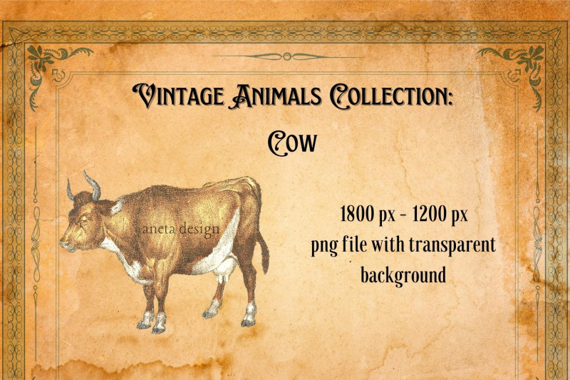 vintage-cow-illustration