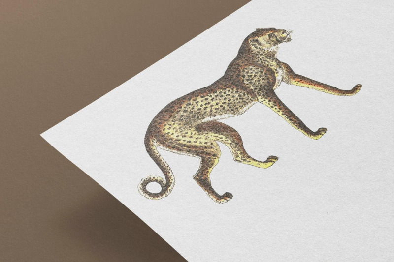 vintage-leopard-illustration