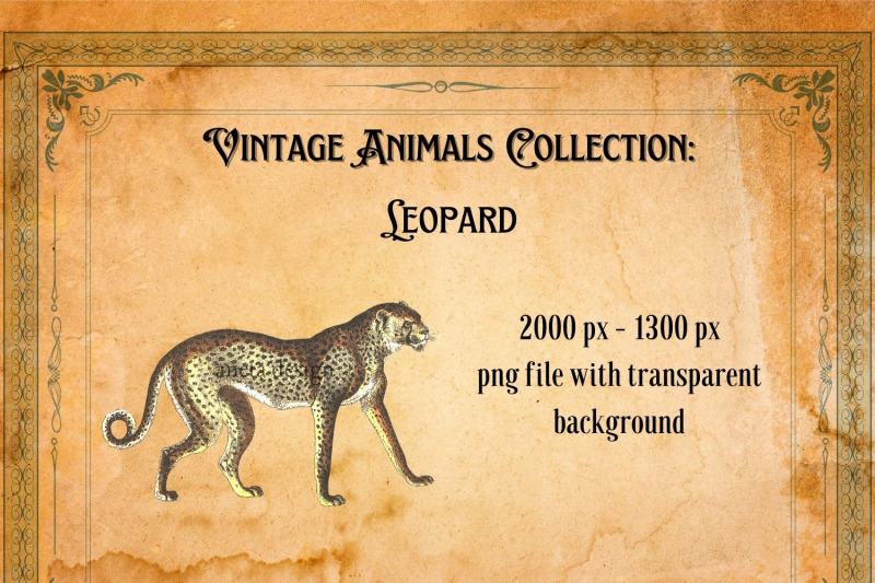 vintage-leopard-illustration