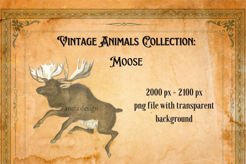 vintage-moose-illustration