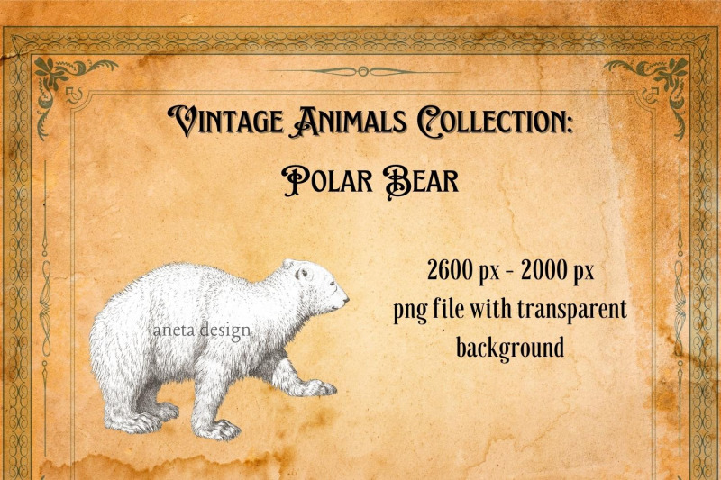 vintage-polar-bear-illustration