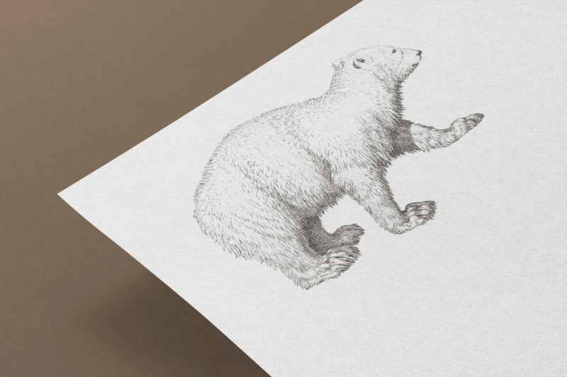 vintage-polar-bear-illustration