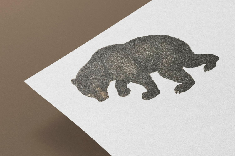 vintage-bear-illustration