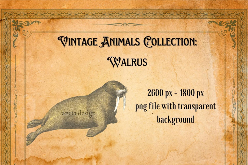 vintage-illustration-of-walrus