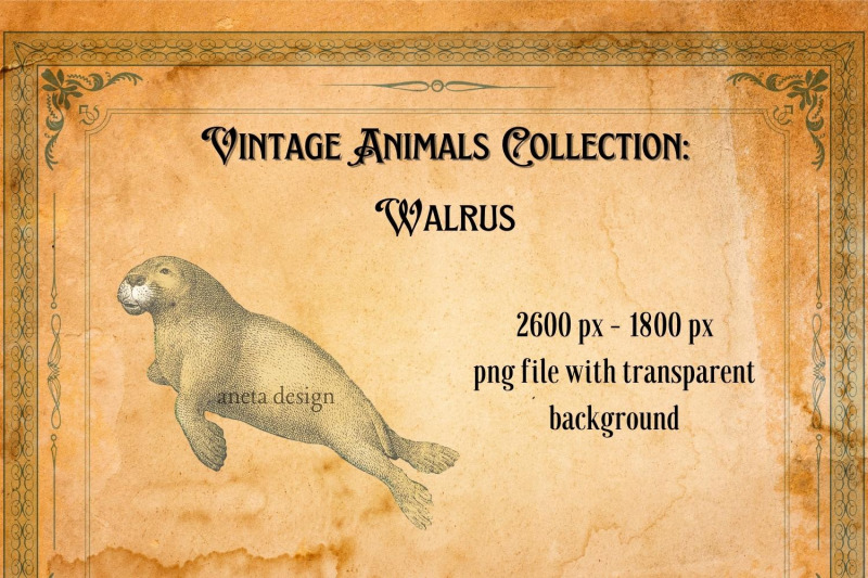 vintage-illustration-of-walrus