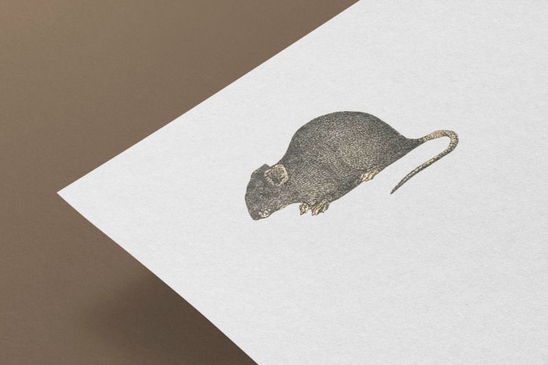 vintage-mouse-illustration