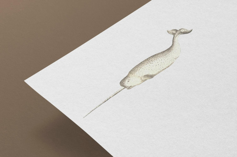 vintage-narwhal-illustration