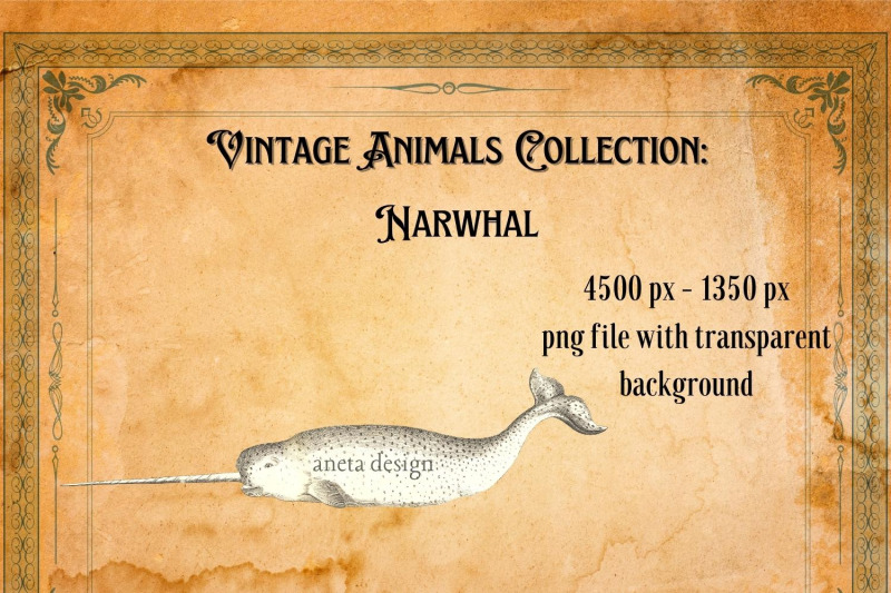 vintage-narwhal-illustration