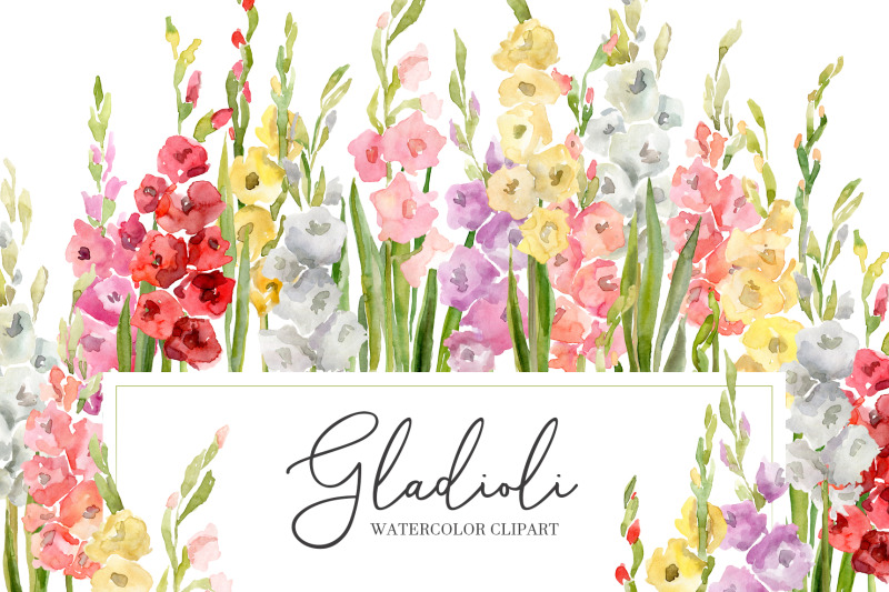 watercolor-gladioli-flowers