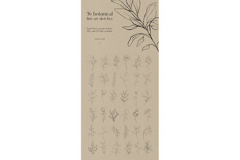 botanical-line-art-sketches
