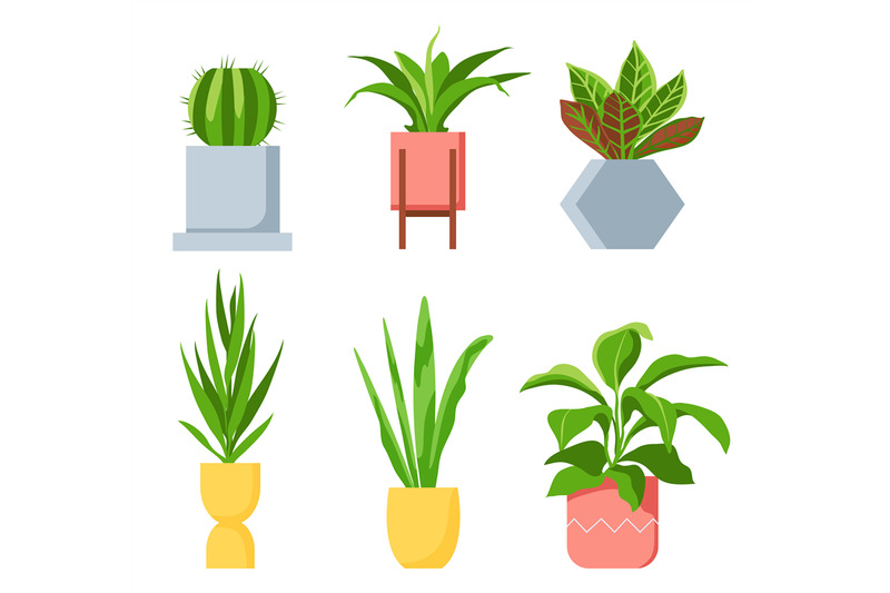 pot-plants-different-houseplants-with-green-leaves-succulents-and-ca