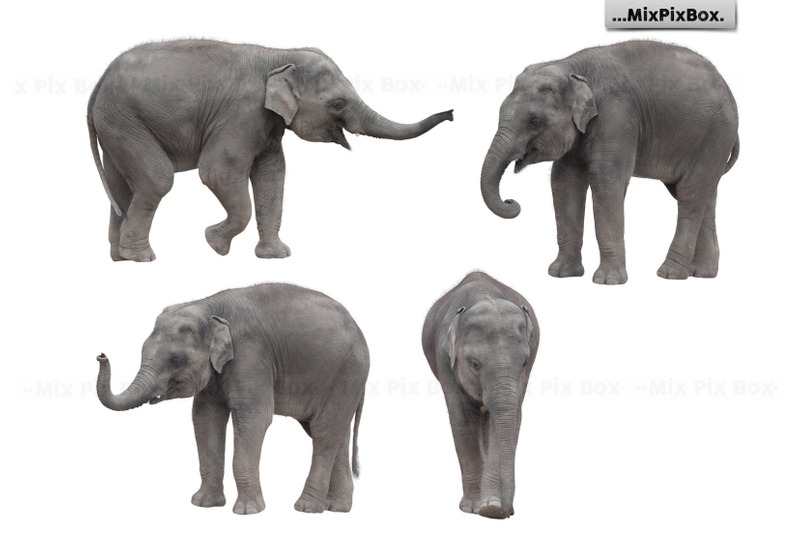 baby-elephant-photo-overlays