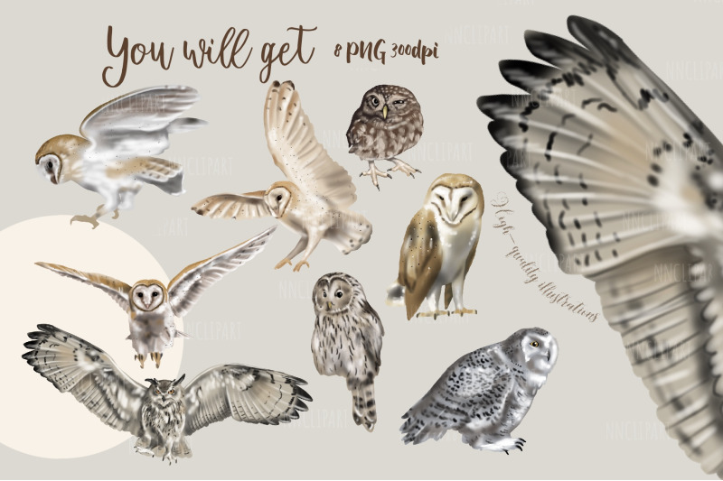 watercolor-barn-owl-clipart-owls-woodland-forest-animals