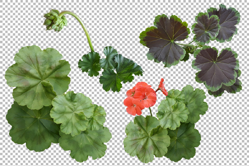 flowers-and-leaves-of-geranium-on-a-transparent-background